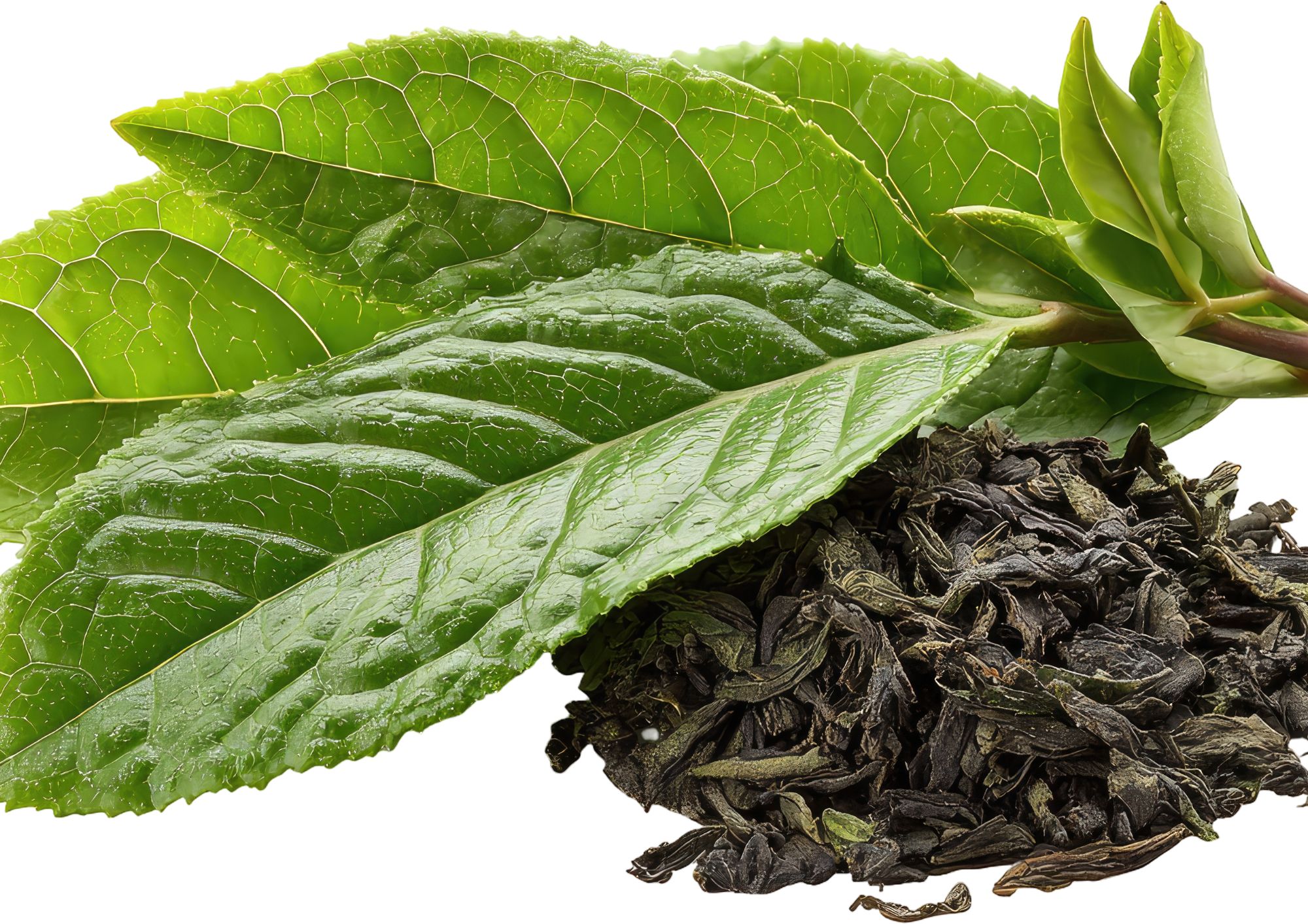 Tea Fermentation Workshop
